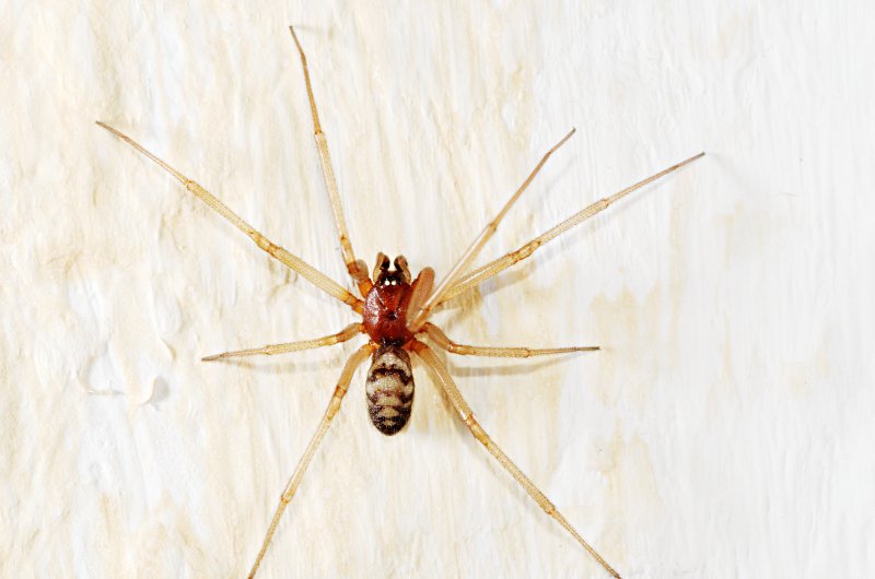 Datei:Steatoda grossa m Luebeck Altstadt-2012-10-31.jpg