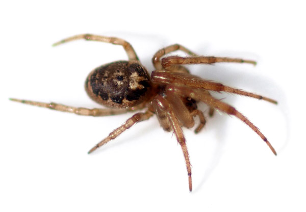 Datei:Stroemiellus stroemi female 1 juli-09 -600px.jpg