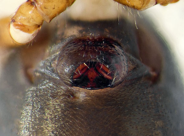 Datei:Neriene-furtiva Alpen-SanBernardo 14-09 02-Epigyne.jpg