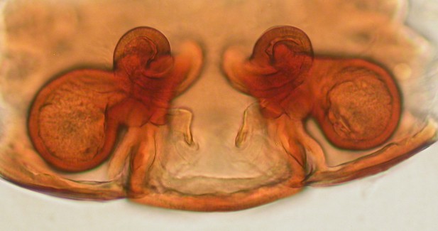 Datei:Troxochrota scabra hunn vulva Stordalsberget 28.04.2012 AFjellberg.jpg