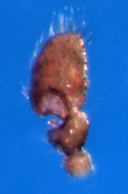 Datei:Troxochrota scabra m pp3 1,5mm GHMorka.jpg