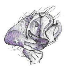 Datei:Agyneta conigera male Pedipalpus HLoevbrekke.jpg