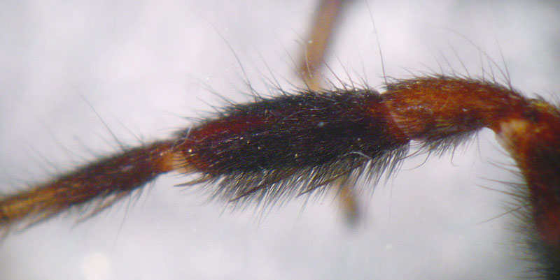Datei:Alopecosa barbipes 7 1024.jpg