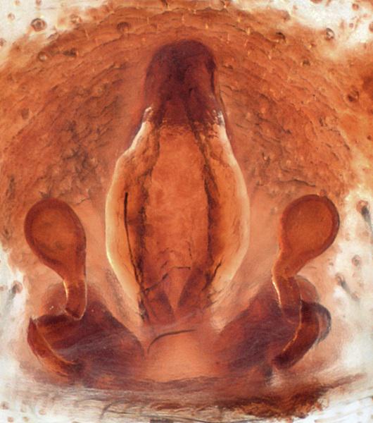 Datei:Alopecosa cuneata Vulva Oertel.jpg