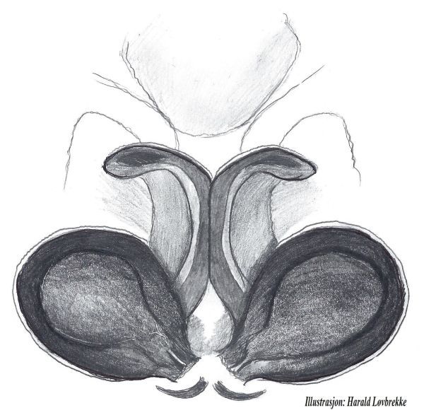 Datei:Gnaphosa microps VULVA do Hlovbrekke.jpg