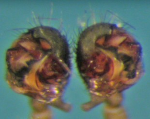 Datei:Meioneta gulosa m pp 1,8mm Randastoylen 830m AFjellberg.jpg