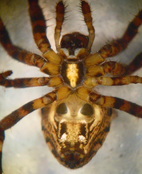 Datei:Araneus angulatus 7 1024.jpg