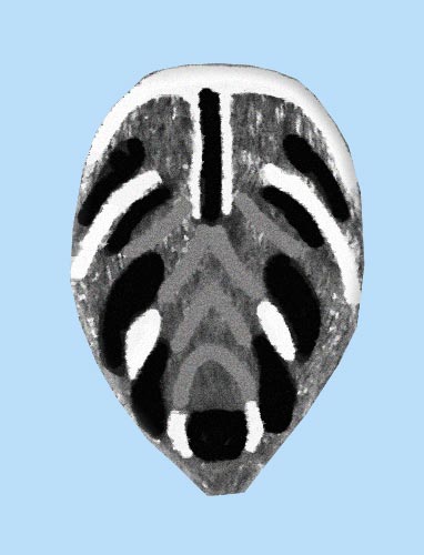 Datei:Evarcha arcuata Muster.jpg