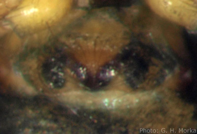 Datei:Metopobactrus prominulus 1,5mm Epigyn unterStein auf 1000m GHMorka.jpg