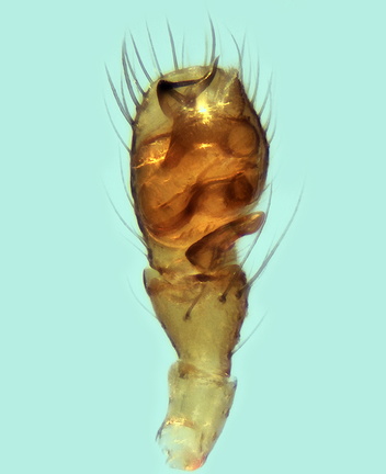 Datei:Oedothorax paludigena m pp2 1,77mm Salzwiese Gruissan FR 17Apr14 POger.jpg