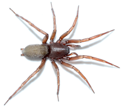 Sosticus loricatus female 1055 kl.jpg