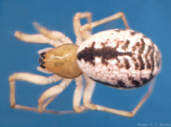 Datei:Agnyphantes expunctus habitus GHMorka.jpg