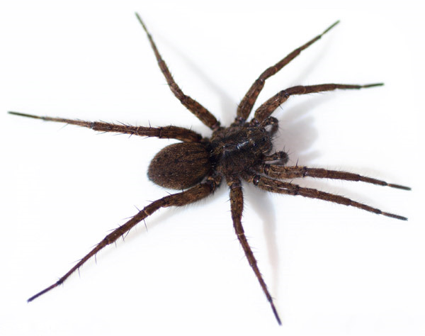 Datei:Pardosa paludicola female 2. 1-3-11 600-1-.jpg