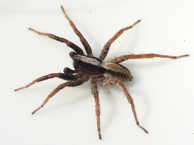 Datei:Alopecosa pulverulenta 11 1024.jpg
