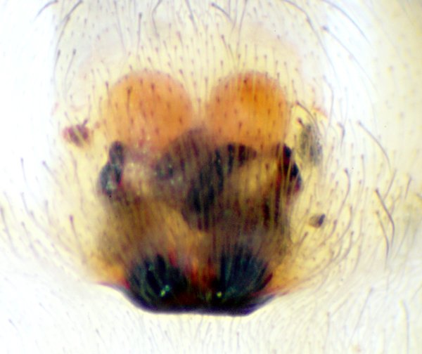 Datei:Clubiona terrestris Epigyne-26.03.11-489-0 mlemke.jpg