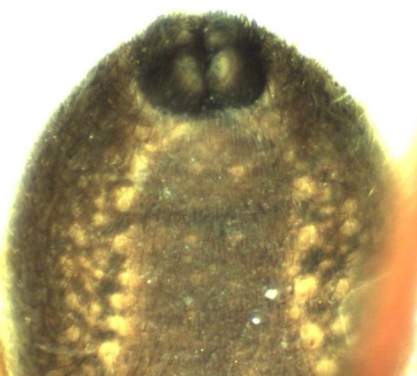 Datei:Pardosa septentrionalis male spinnvorter HLovbrekke.jpg