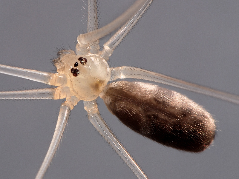 Datei:Pholcus phalangioides juv (2).jpg