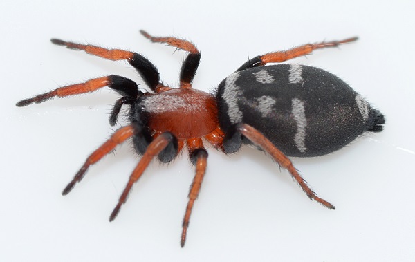 Datei:Poecilochroa variana w do 6.5mm Mt. Lozere 1300m WOertel.jpg