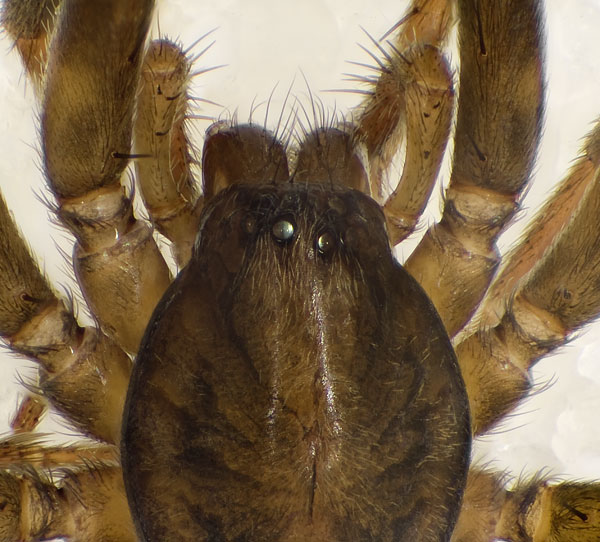 Datei:Agroeca-cuprea Schmieden 09-03 04-Augen.jpg