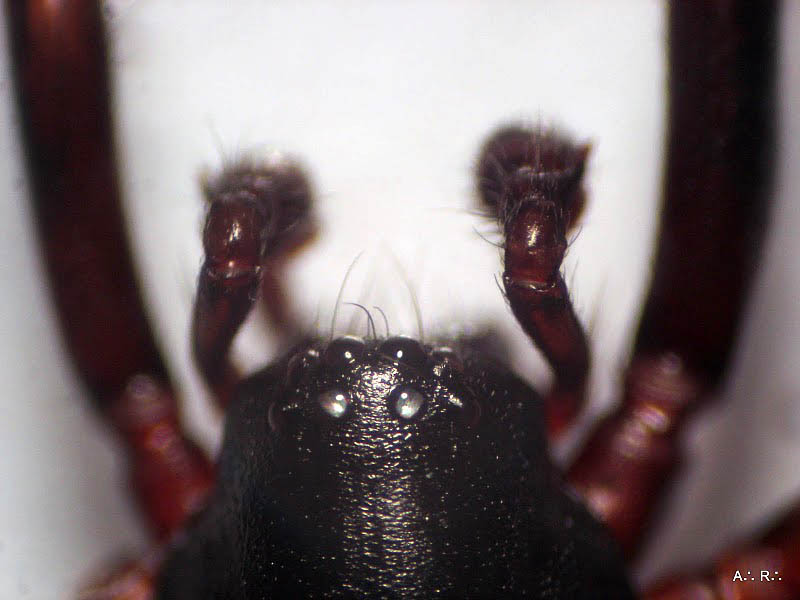 Datei:Cetonana laticeps m Kopf.jpg