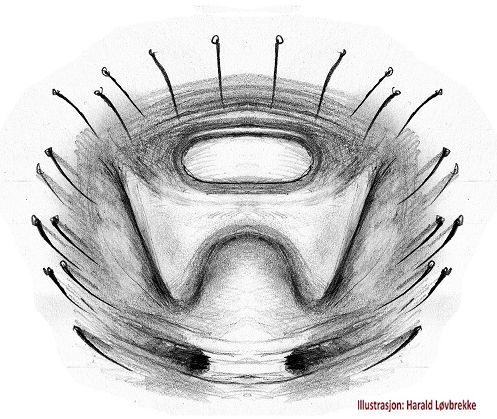 Datei:Ozyptila brevipes epigyn edd HLovbrekke.jpg