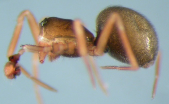 Datei:Semljicola faustus m la Jädraås Gästrikland sweden Sept2010 AFjellberg.jpg