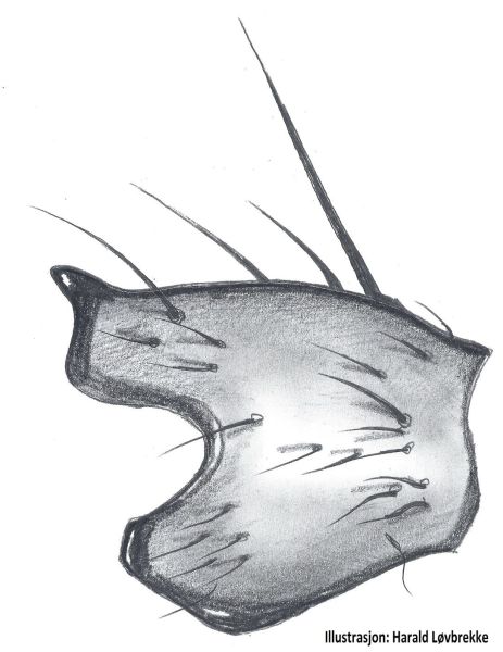 Datei:Xysticus lanio tibial apophysis HLovbrekke.jpg