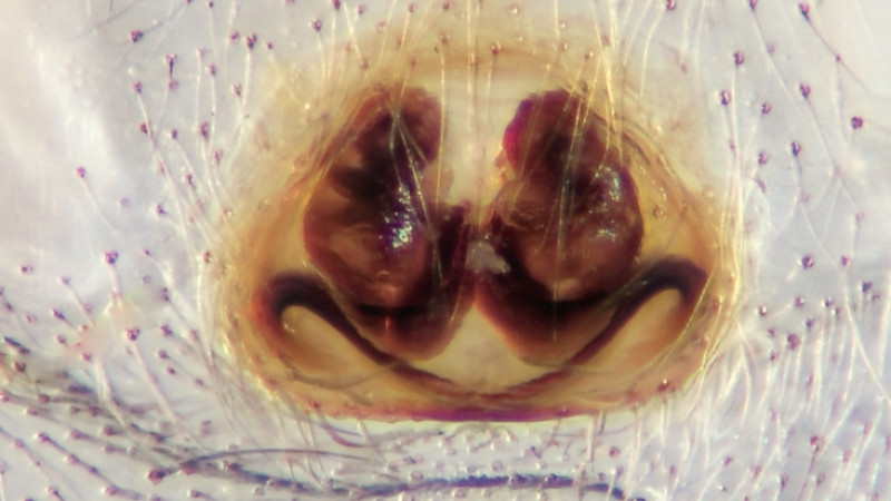 Datei:Evarcha falcata Epigyne-2025-PSV-Tensfeld-ml-ml.jpg