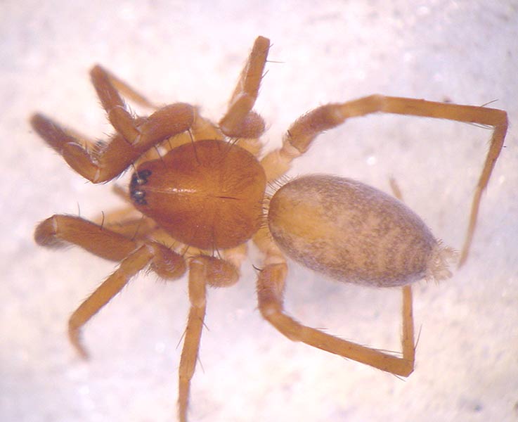 Datei:Apostenus fuscus 1024.jpg