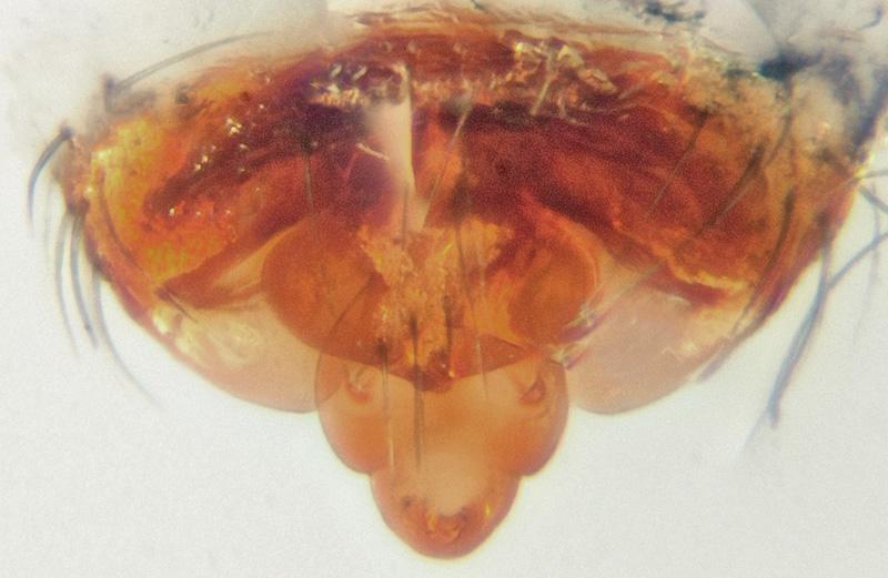 Datei:Centromerus silvicola w epi präp JGuttenberger.jpg