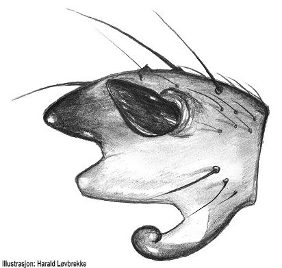 Datei:Ozyptila atomaria tibialapophysis retrolateral HLovbrekke.jpg