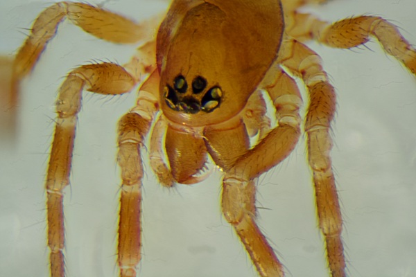 Datei:Tapinocyba praecox f GH 2014 GH 2014-03-08 Kopf.jpg