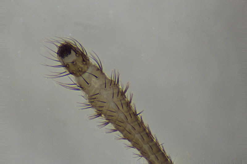 Datei:2018-10-04-19.20.11 ZS PMaxPS-2.jpg