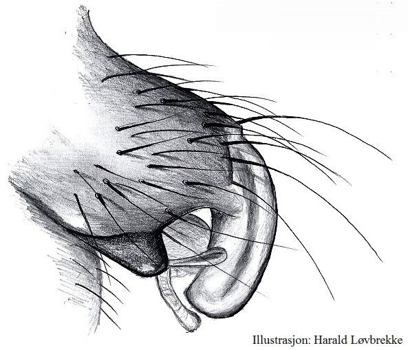 Datei:Lepthyphantes leprosus epigyne lateral HLovbrekke.jpg