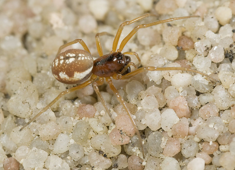 Datei:Pachygnatha-listeri Kohlgrund 09-09 01.jpg