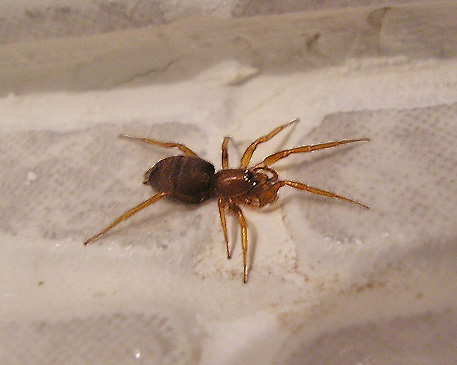 Datei:Prodidomidae2.jpg