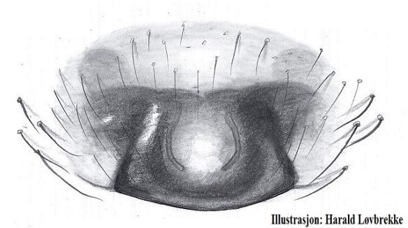 Datei:Walckenaeria picetorum epigyn 1,8mm HLovbrekke.jpg