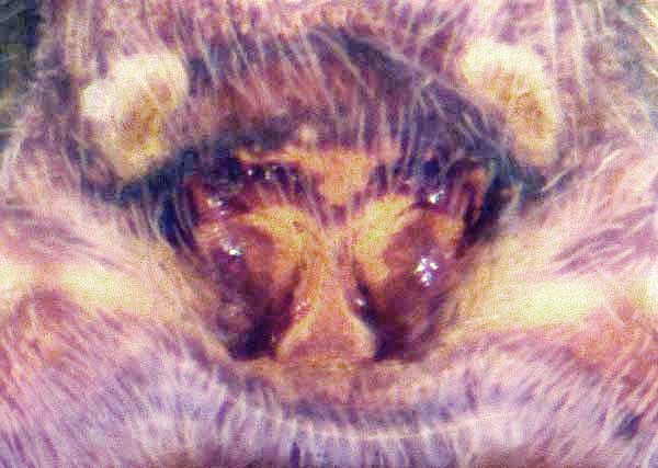 Datei:Pardosa fulvipes 31072011 epigyne.jpg