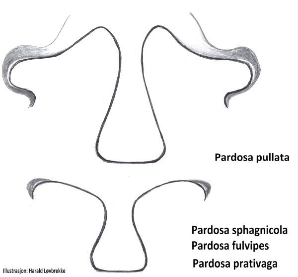 Datei:Pardosa pullata og P prativaga epigyn forenklet 2 HLovbrekke.jpg
