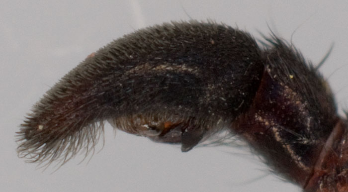Datei:Alopecosa pulverulenta Pedipalpus lat 8-01312.jpg