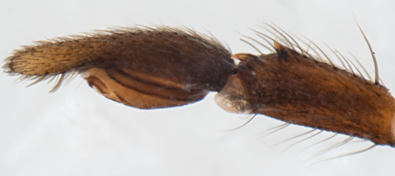 Datei:Micaria formicaria Ped 11 00650.jpg