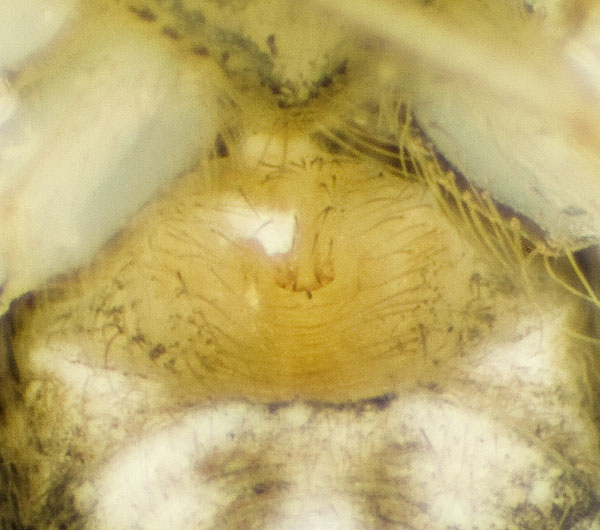 Datei:Oecobius-maculatus Ungarn-Buda 09-05 18-Epig.jpg