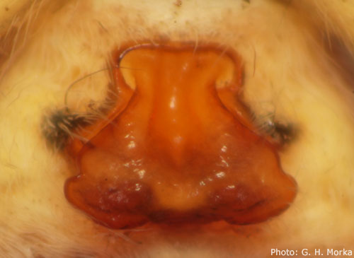 Datei:Pardosa palustris epigyn Sølvfjellet 2011 GHMorka.jpg