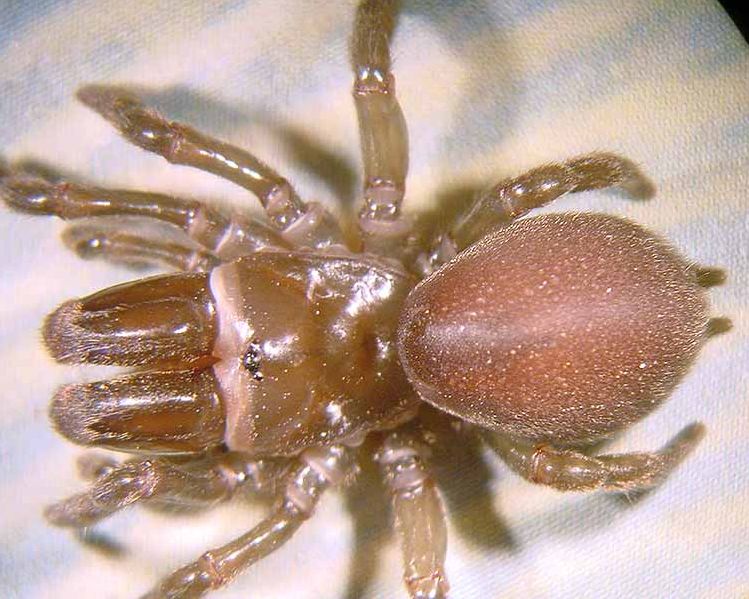 Datei:Atypus affinis 2 w 1024.jpg