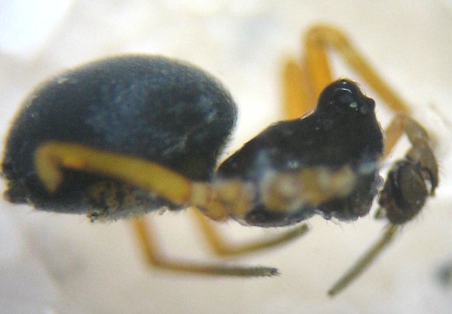 Datei:Entelecara congenera m 1,9mm Norway PFuruseth.jpg