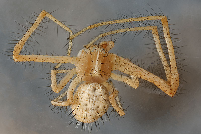 Datei:Heriaeus setiger BG 2018-05-16 male dorsal.jpg