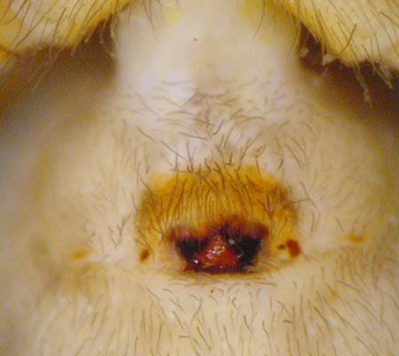 Datei:Amaurobius fenestralis 4 1024.jpg