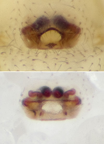 Datei:Porrhomma-egeria Cave7294 08-06 03-EpigVulva.jpg
