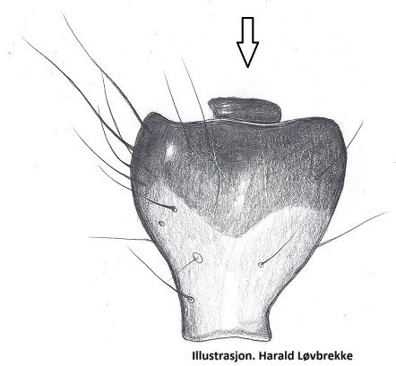 Datei:Semljicola caliginosus li tibialapofysen dorsal HLovbrekke.jpg