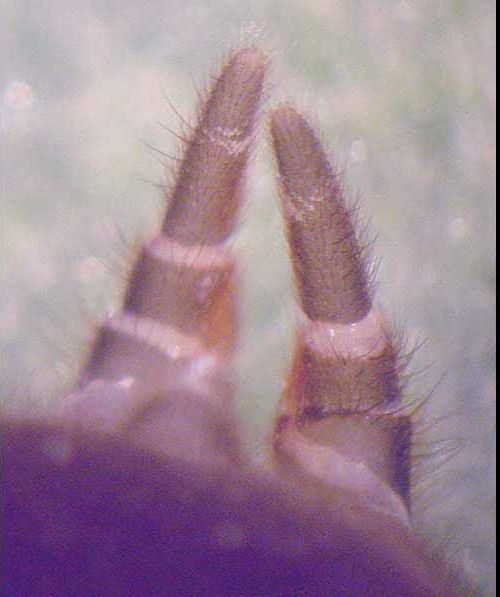 Datei:Atypus piceus 2 w SP 1024.jpg